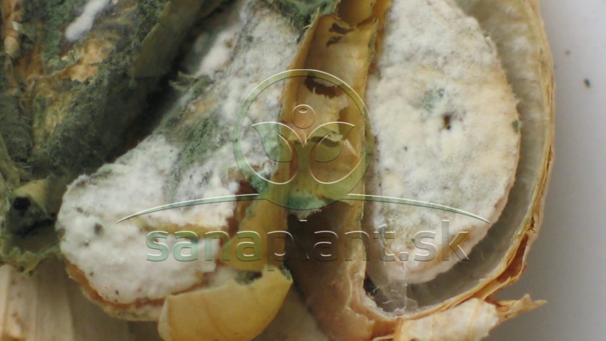 Infekcia cesnaku na priereze – povlak fuzárií (biely) a penicílií (zelený)