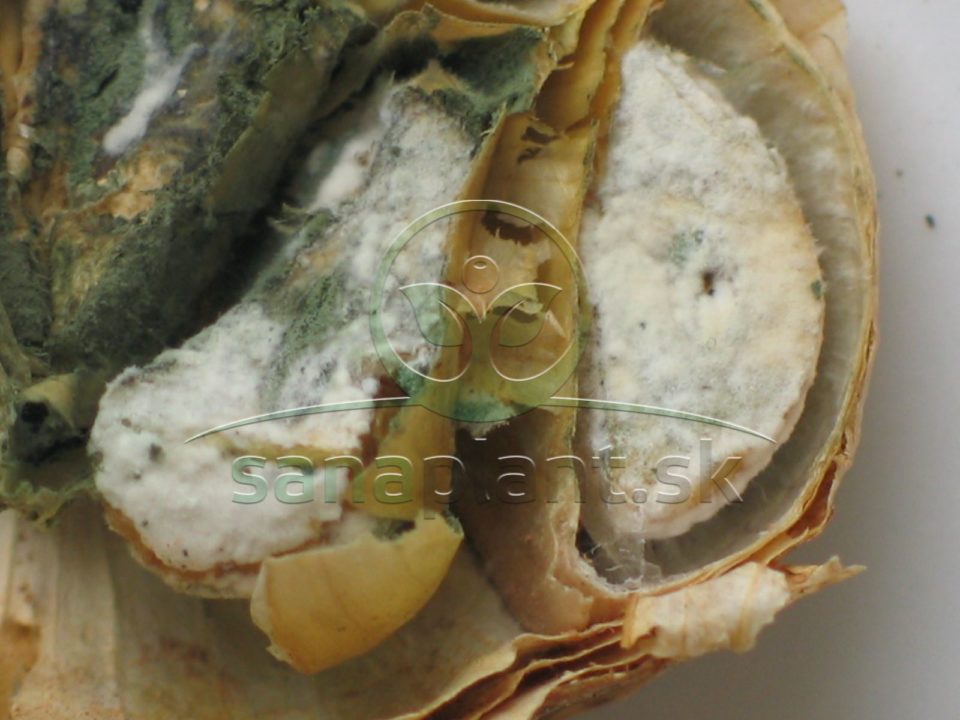 Infekcia cesnaku na priereze – povlak fuzárií (biely) a penicílií (zelený)