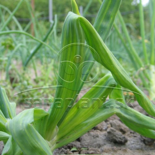 Typický prejav žltej prúžkovitosti cibule