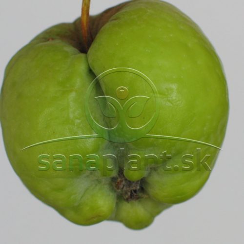 Deformácia jablka pri proliferácii