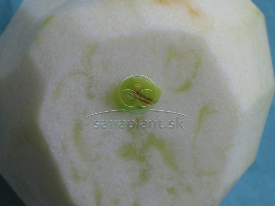 Sklovitosť jabĺk na priereze plodu
