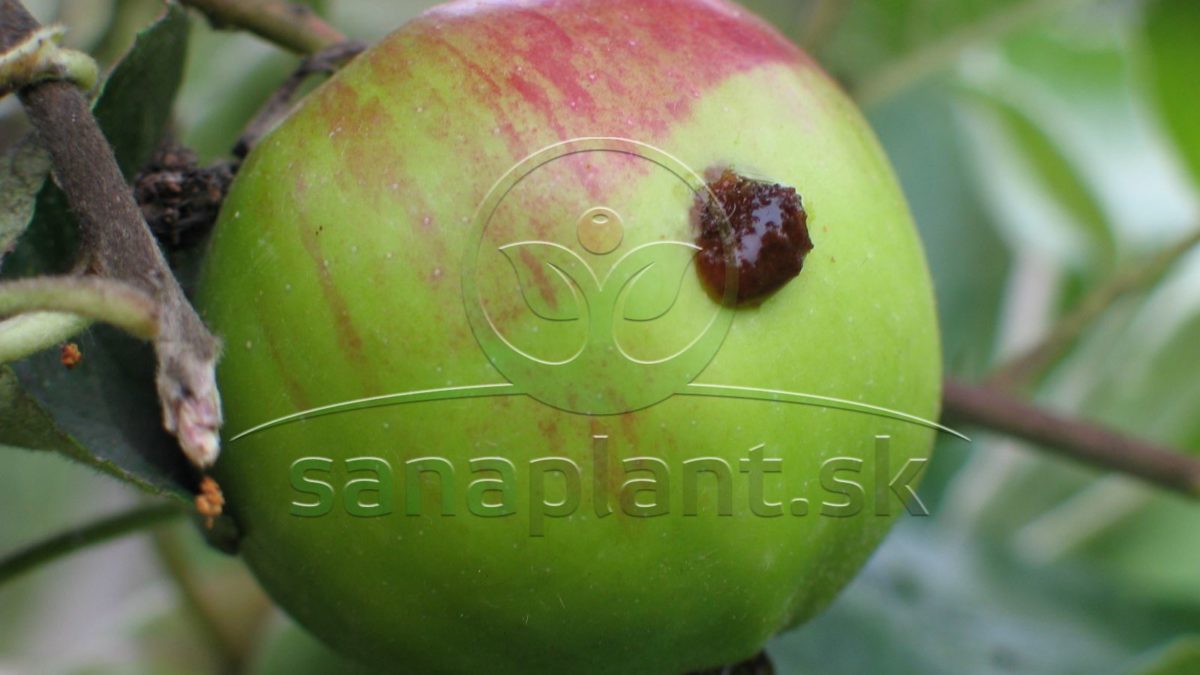 Obaľovač jablčný – symptómy na plode