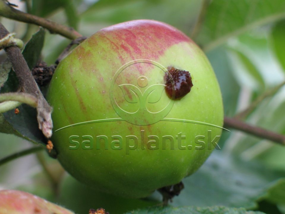 Obaľovač jablčný – symptómy na plode