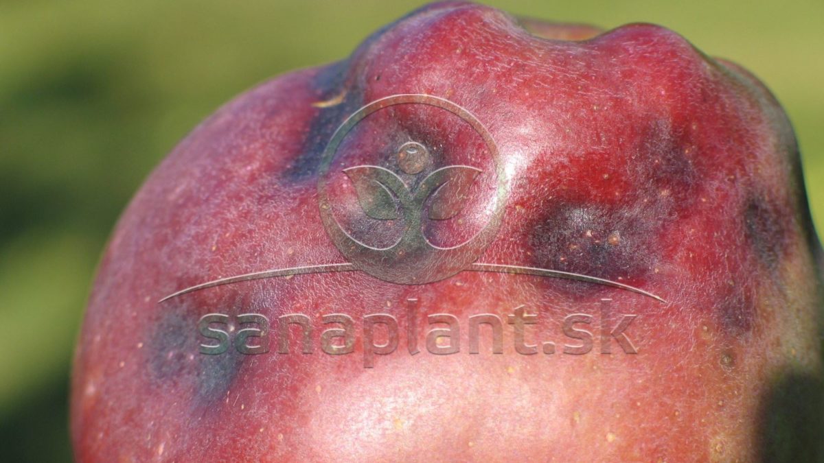 Kamienkovitosť plodov na jablku