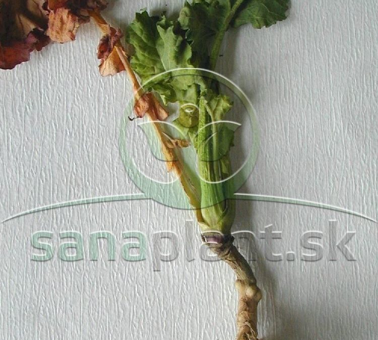 Krytonos kapustový – poškodená rastlina