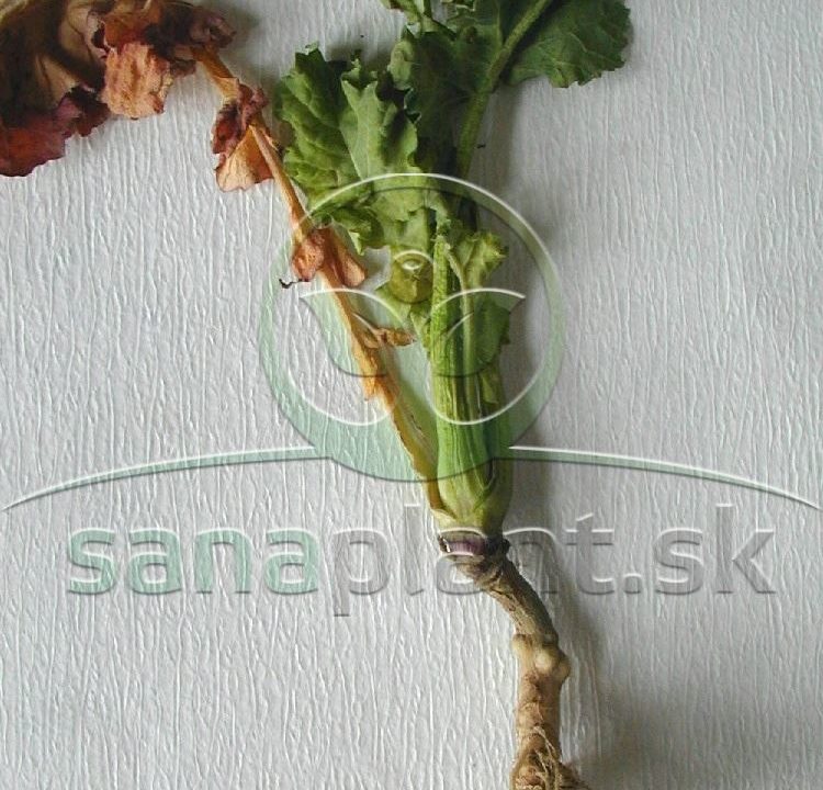 Krytonos kapustový – poškodená rastlina
