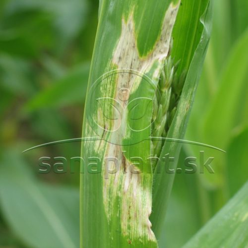Poškodenie – popálenie listu kukurice granulou liadku