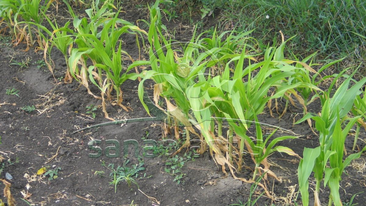Poškodenie kukurice nedostatkom vlahy – zaostávanie v raste a usychanie spodných listov