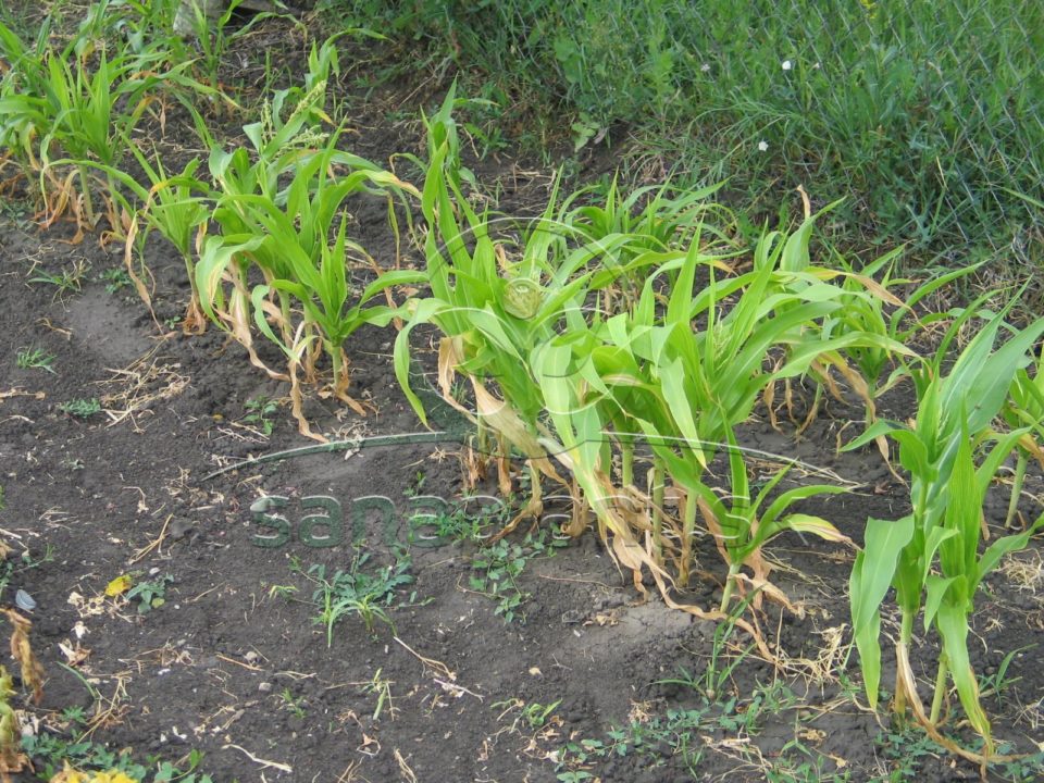 Poškodenie kukurice nedostatkom vlahy – zaostávanie v raste a usychanie spodných listov