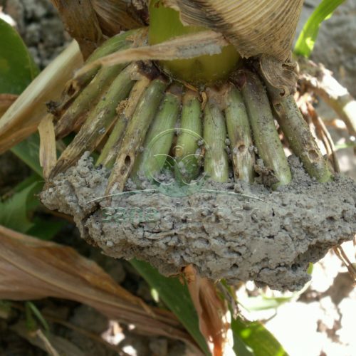 Kukuričiar koreňový – poškodené korene
