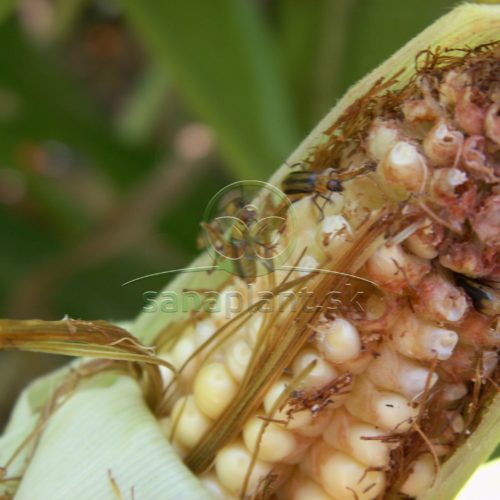 Kukuričiar koreňový – imága na šúľku