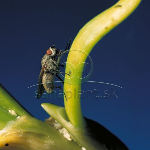 Kvetárka cibuľová – dospelá mucha