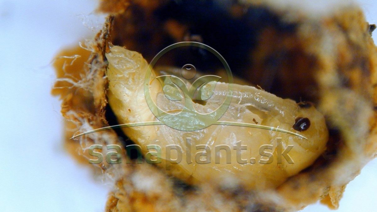 Kvetovka jabloňová – larva v kvetnom puku