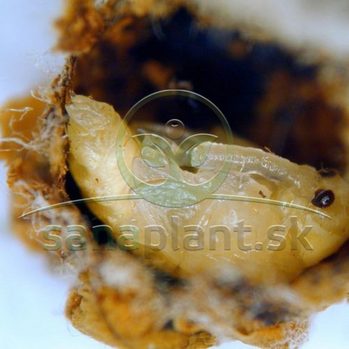 Kvetovka jabloňová – larva v kvetnom puku