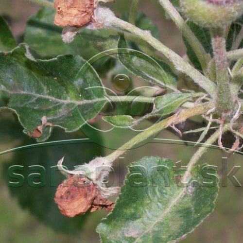 Kvetovka jabloňová – poškodené kvetné puky