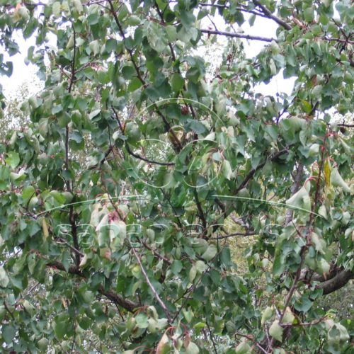 Poškodenie marhule suchom – vädnutie listov