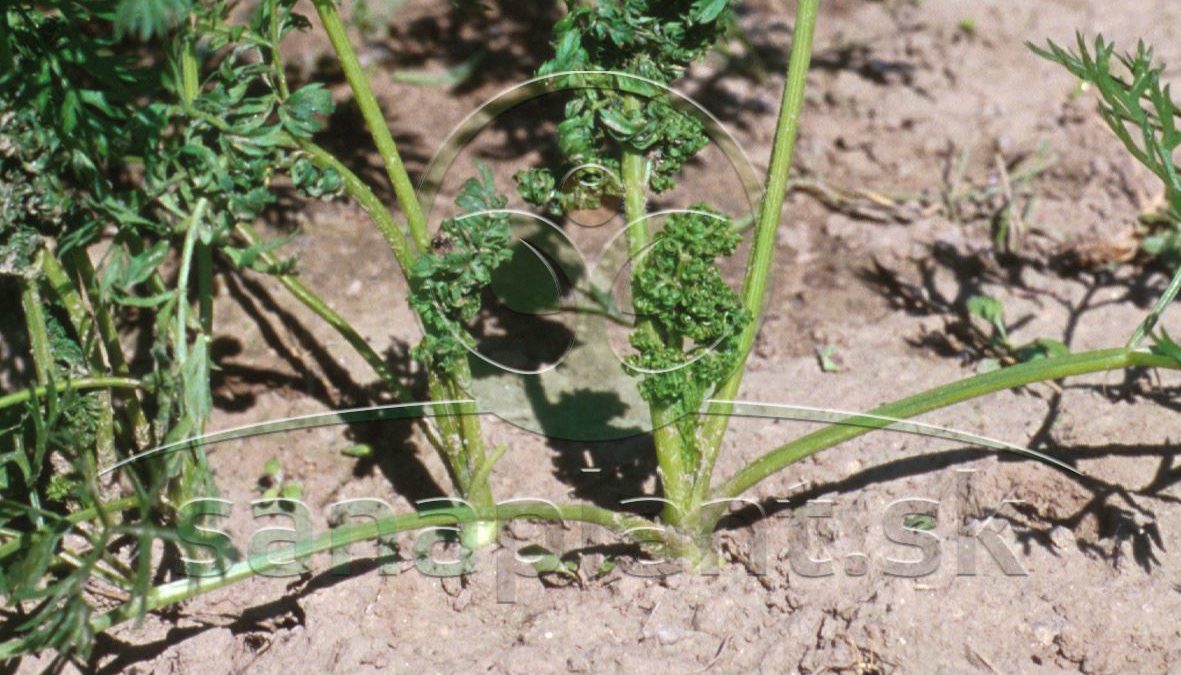 Méra mrkvová – poškodená rastlina