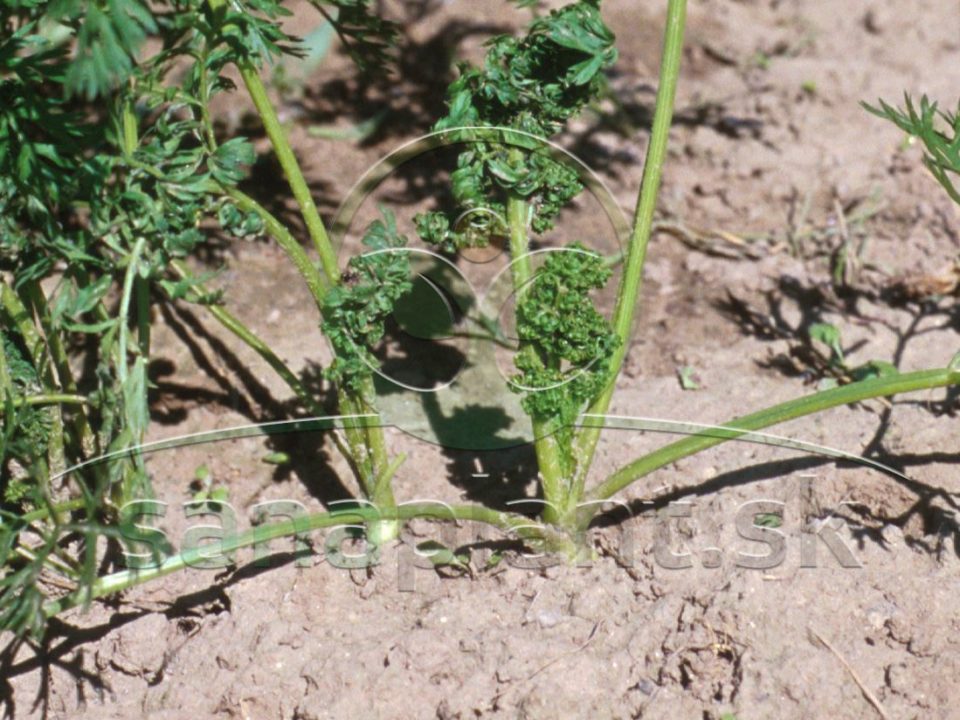 Méra mrkvová – poškodená rastlina