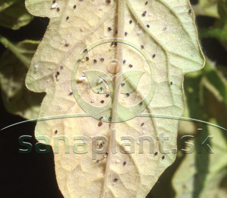 Molica skleníková na spodnej strane listu