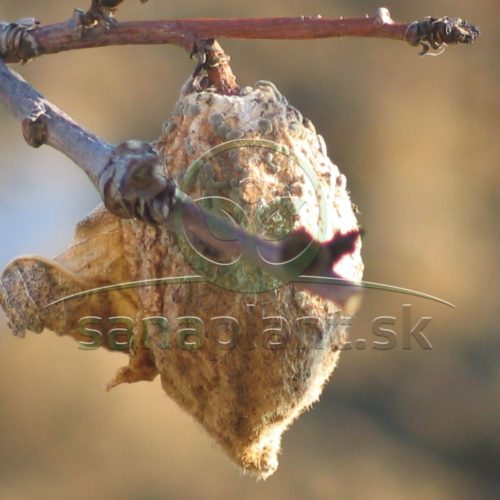 Monília – mumifikované plody na strome – zdroj infekcie na jar