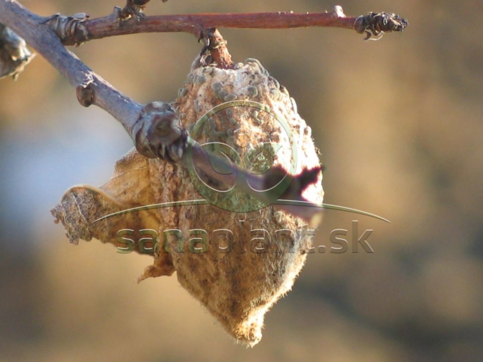 Monília – mumifikované plody na strome – zdroj infekcie na jar