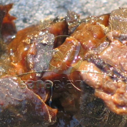 Rozpad mrkvy na kašovitú hmotu – typické symptómy mokrej hniloby