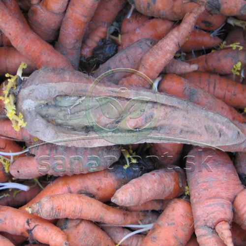 Zahojená presklina na koreni mrkvy