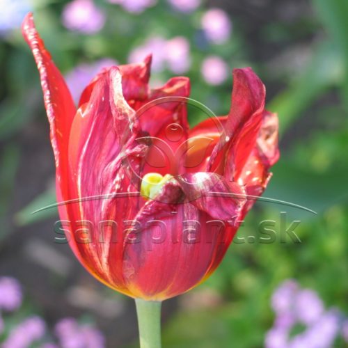 Začiatok botrytídy kvetu tulipánu
