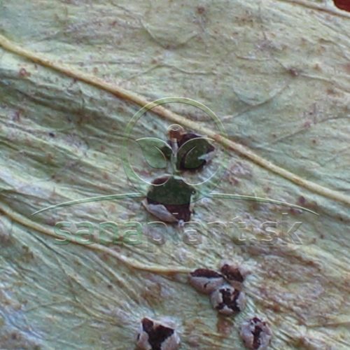 Detail kôpky téliospór – viditeľné zvyšky pokožky po okraji