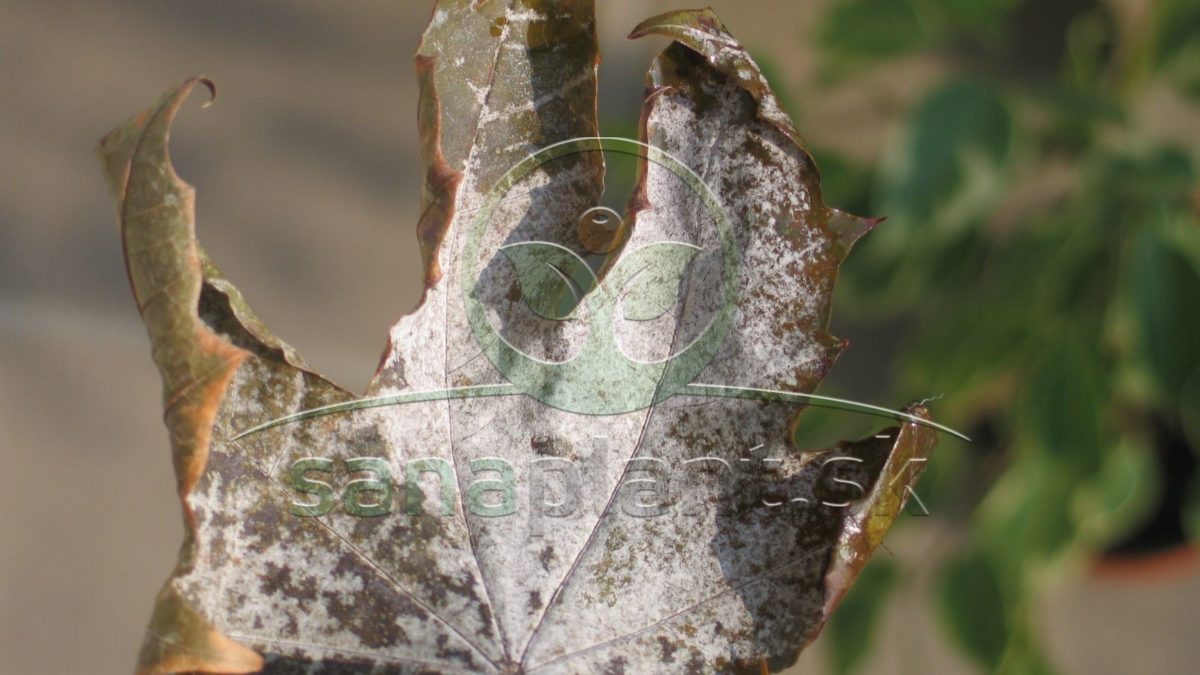Múčnatka na liste javora – silný výskyt pri nadmernej závlahe trávnika