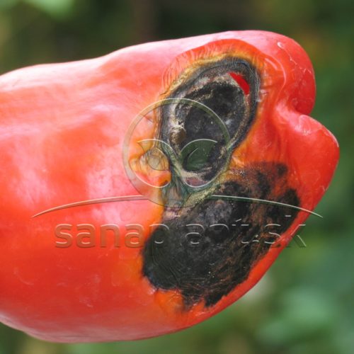 Alternáriová škvrnitosť na plode papriky