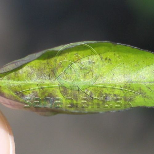 Detail symptómov stolburu papriky – zvinovanie a fialové sfarbenie listov