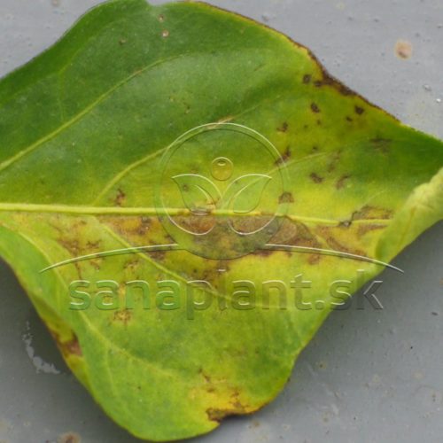 Pokročilé štádium bakteriálnej škvrnitosti -žltnutie listov