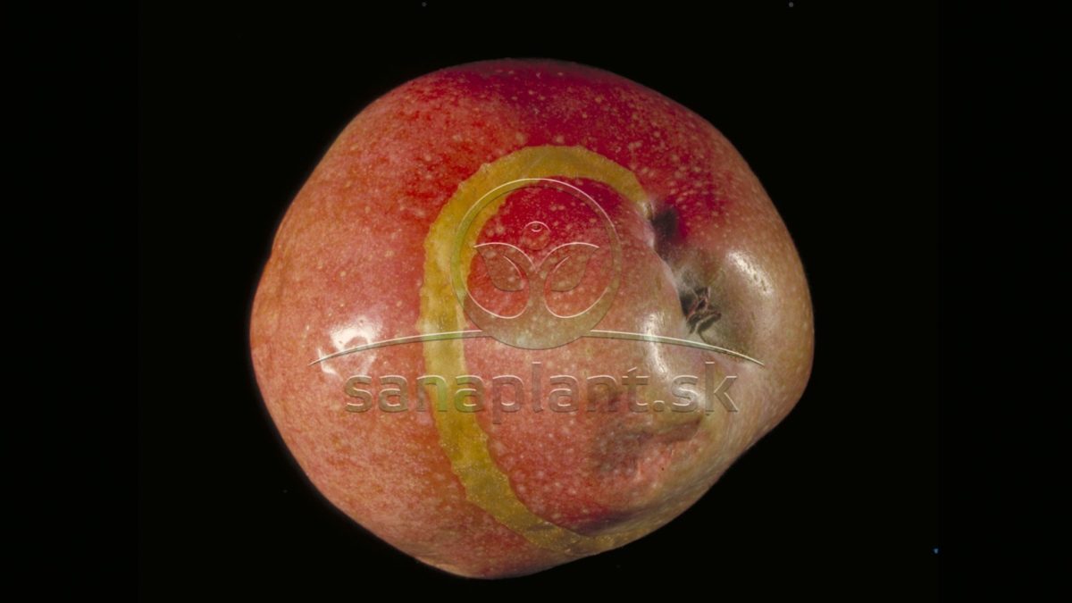Piliarka jablčná – poškodenie na staršom plode