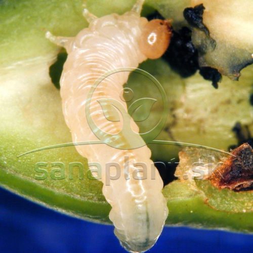 Piliarka slivková – poškodený plod s larvou