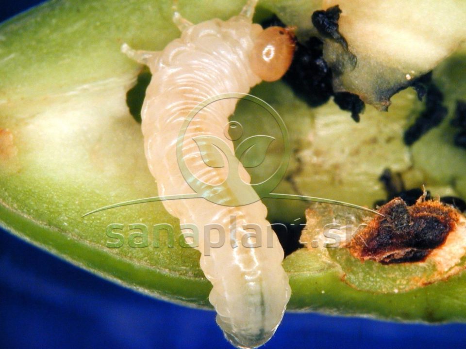 Piliarka slivková – poškodený plod s larvou