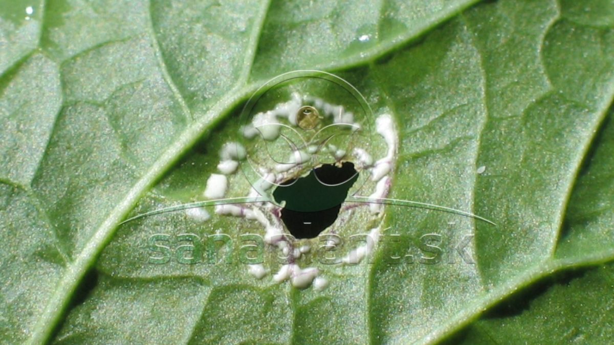 Pleseň belostná – biele pľuzgieriky na spodnej strane listu