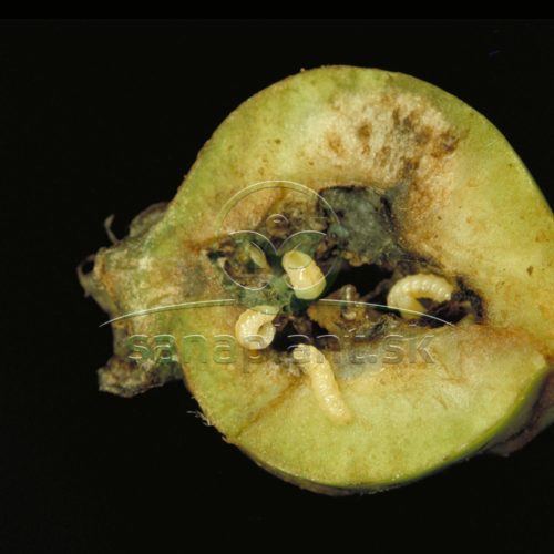Plodomor hruškový – poškodené plody