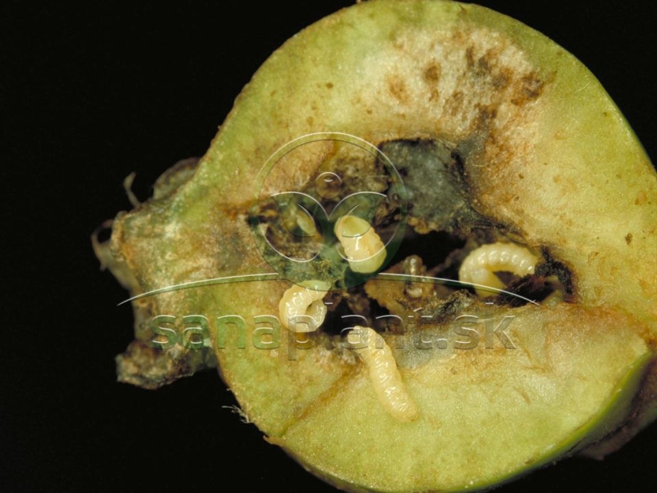 Plodomor hruškový – poškodené plody