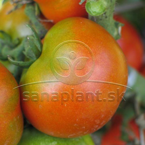 Typický zelený prstenec na plodoch rajčiaka