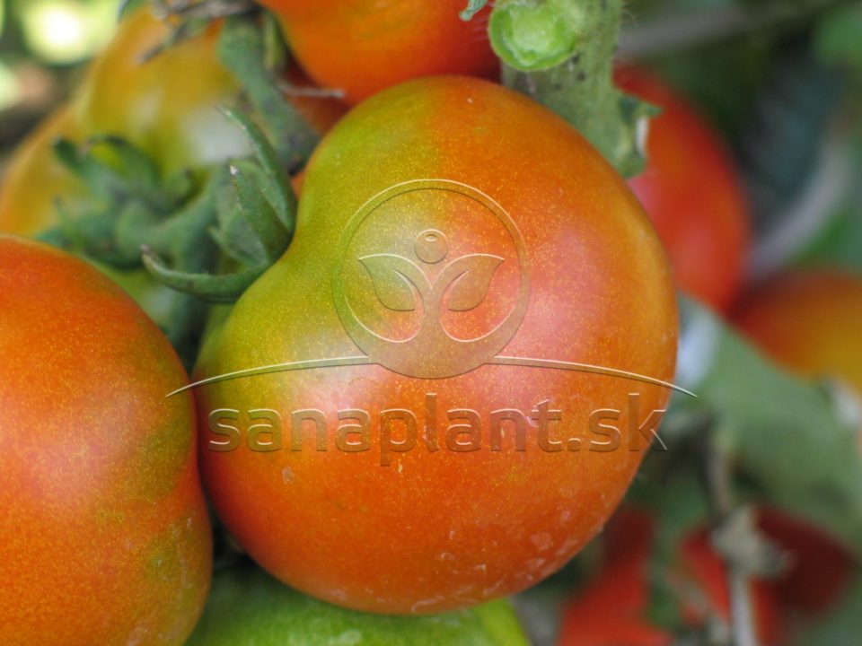 Typický zelený prstenec na plodoch rajčiaka