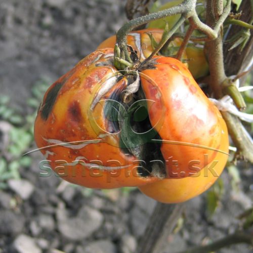 Prasknuty plod rajčiaka s následnou hnilobou hubami z rodu Alternaria
