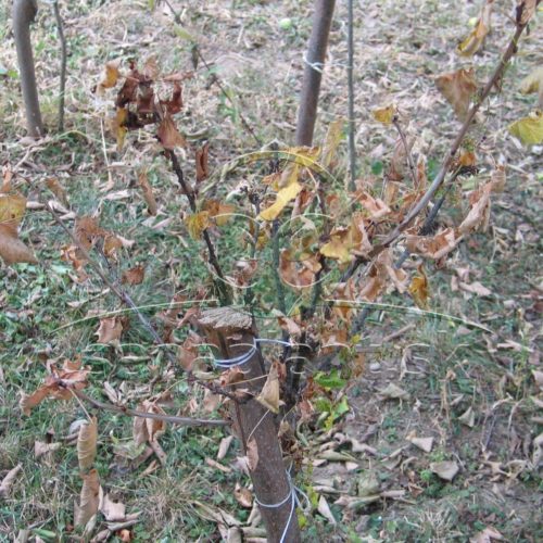 Poškodenie ríbezle suchom – predčasný opad listov
