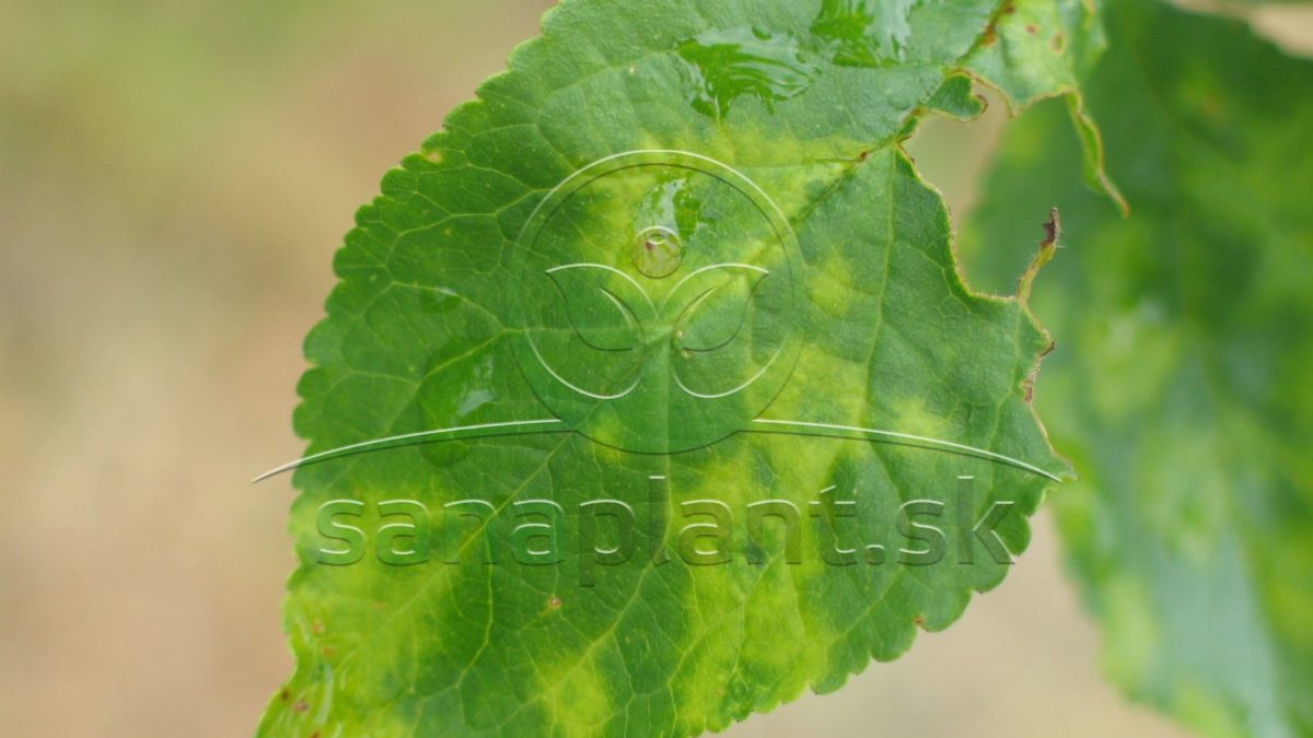 Šárka – chlorotické prstence na listoch