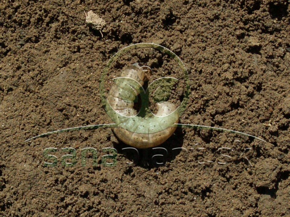 Siatica oziminová - larva