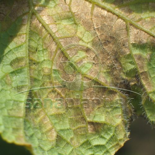 Sporulácia huby na spodnej strane listu – jemný povlak