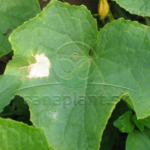 Poškodenie – popálenie listu uhorky granulou liadku