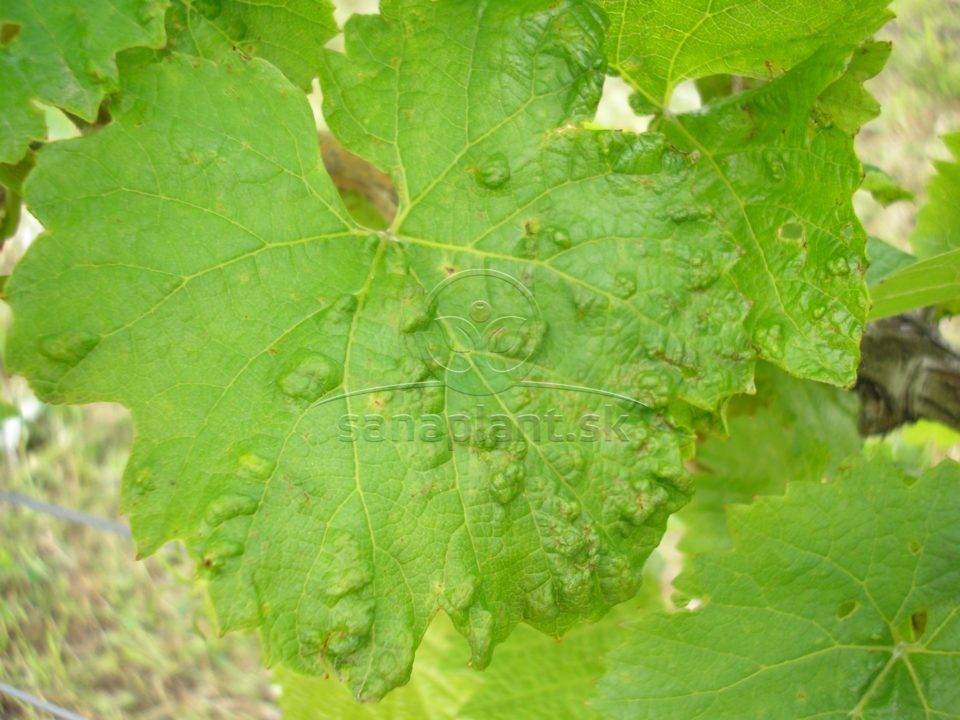 Vlnovník viničový – symptómy na vrchnej strane listu