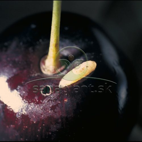 Vrtivka čerešňová – červivosť čerešní