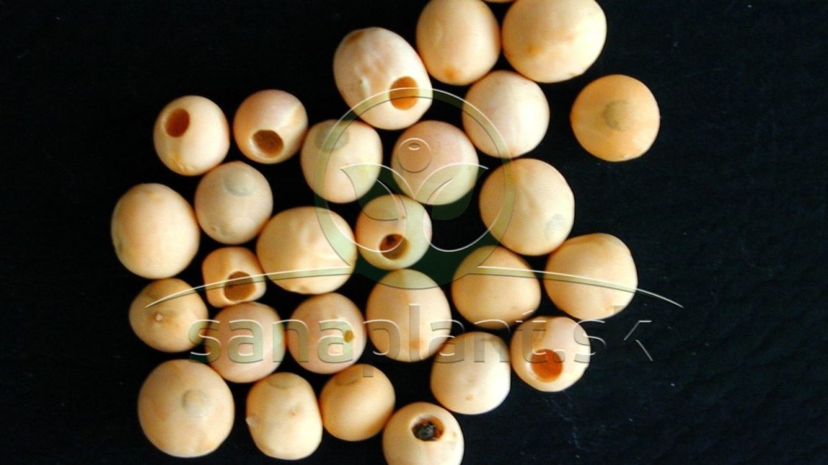Zrniarka hrachová – poškodené semená